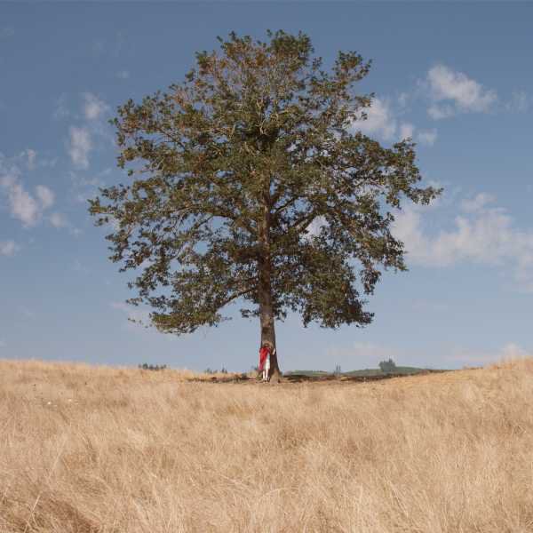 Single Tree - Sean Brown